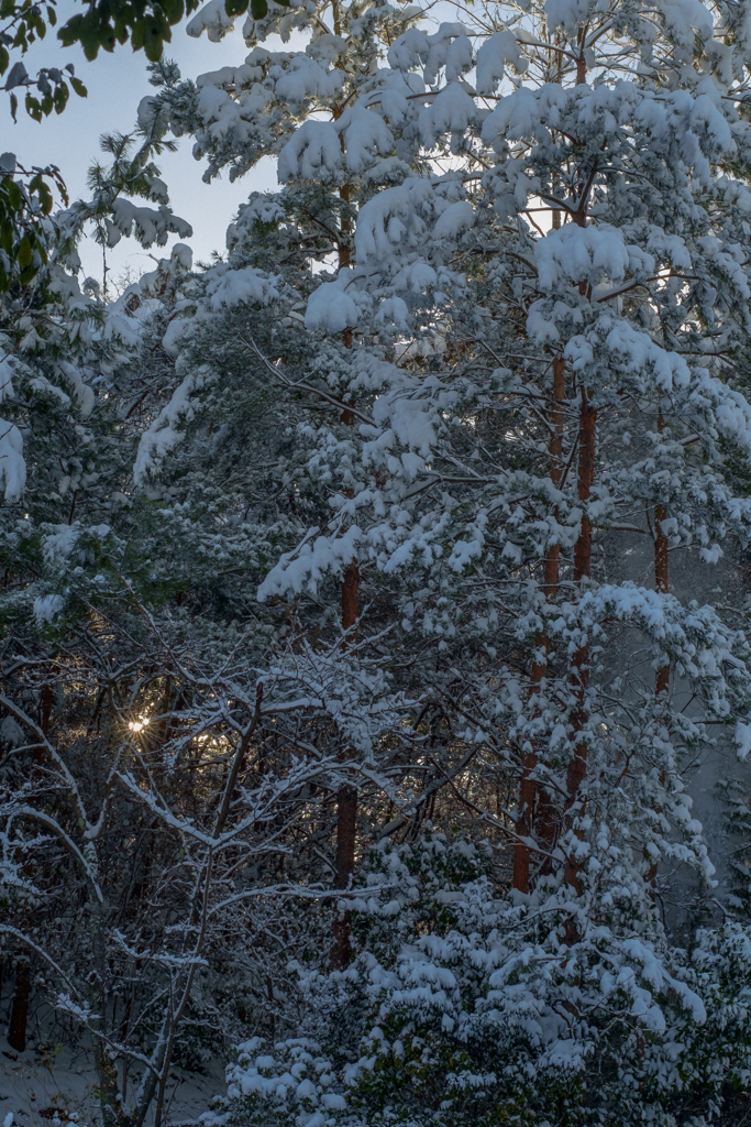 落雪