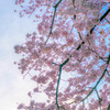 春暁の桜