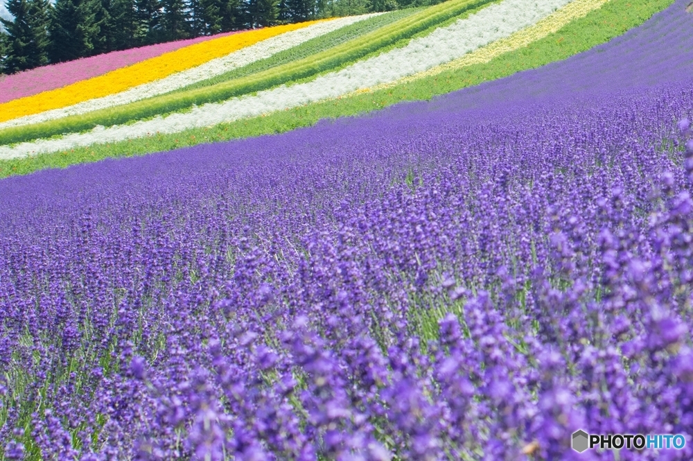 富良野にて