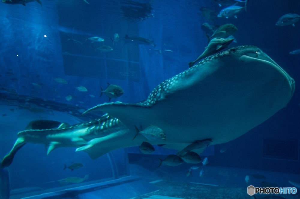 美ら海水族館