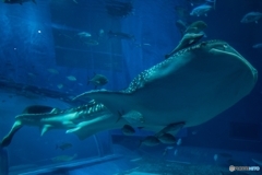 美ら海水族館