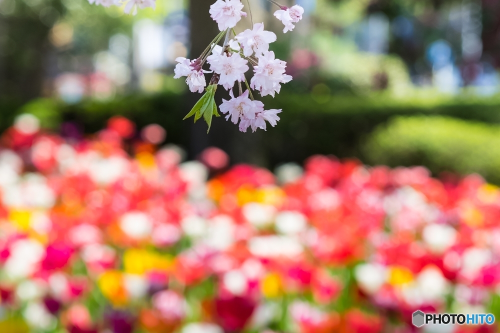 桜とチューリップ