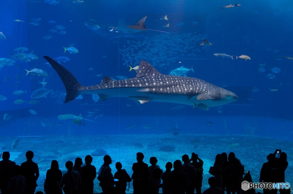 美ら海水族館