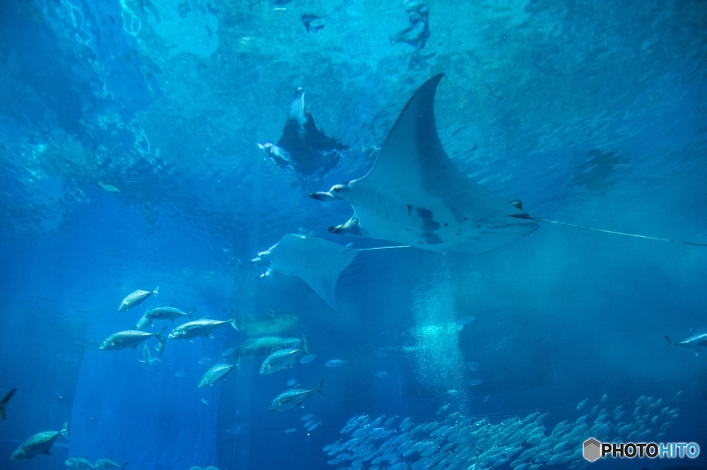 美ら海水族館