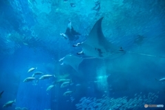 美ら海水族館