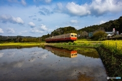 小湊鉄道と菜の花