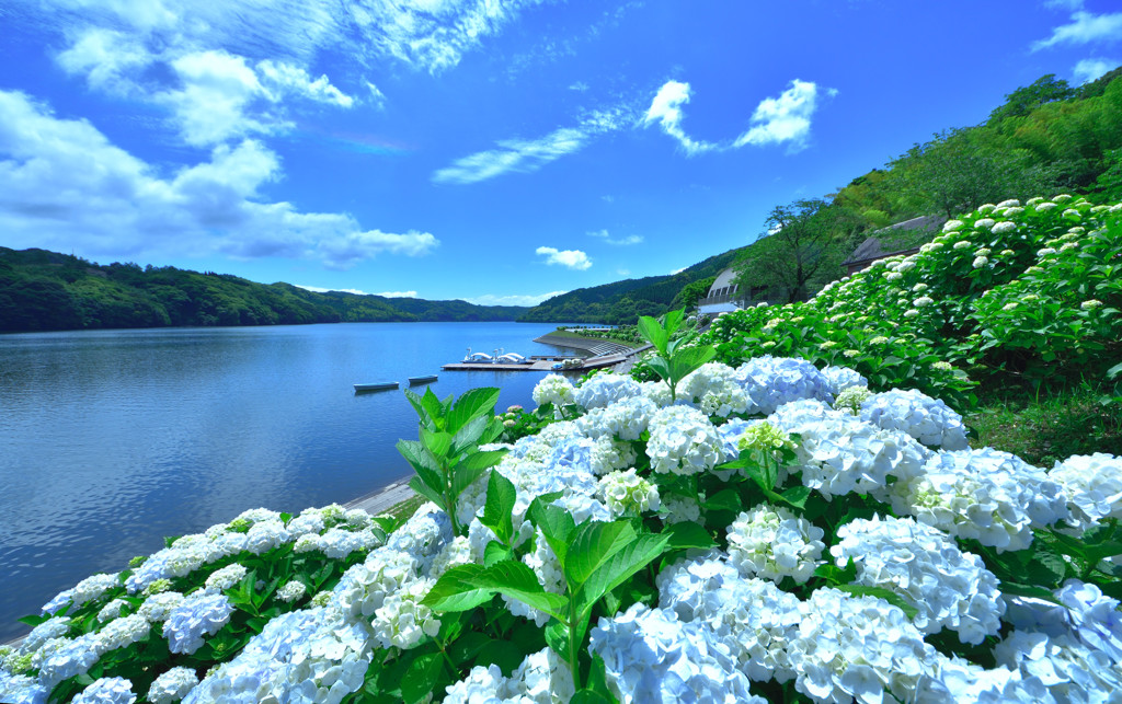 池のあじさい