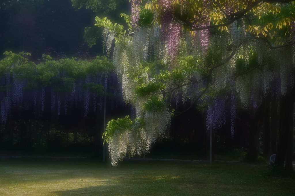 藤の花-3