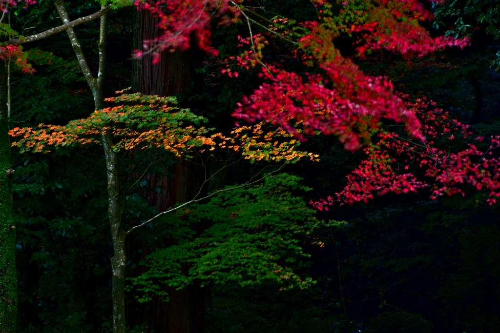 紅葉
