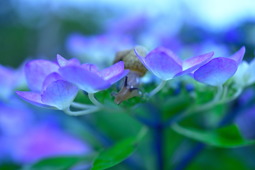 紫陽花とかたつむり