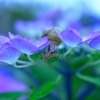 紫陽花とかたつむり