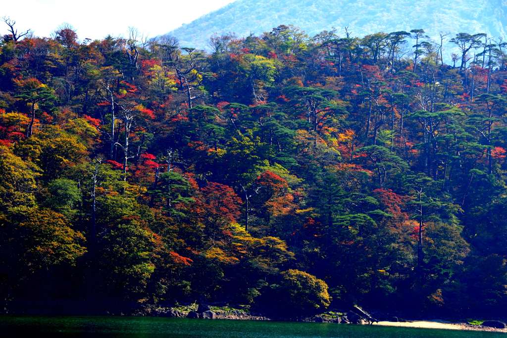 紅葉