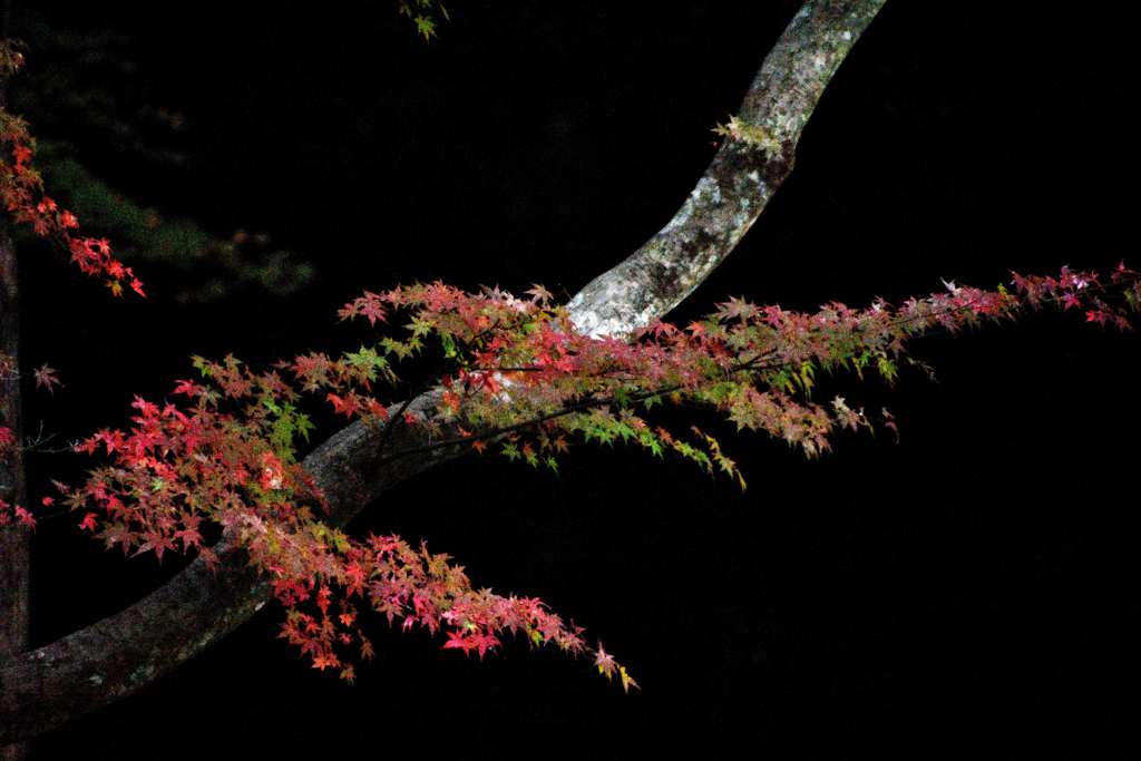 紅葉