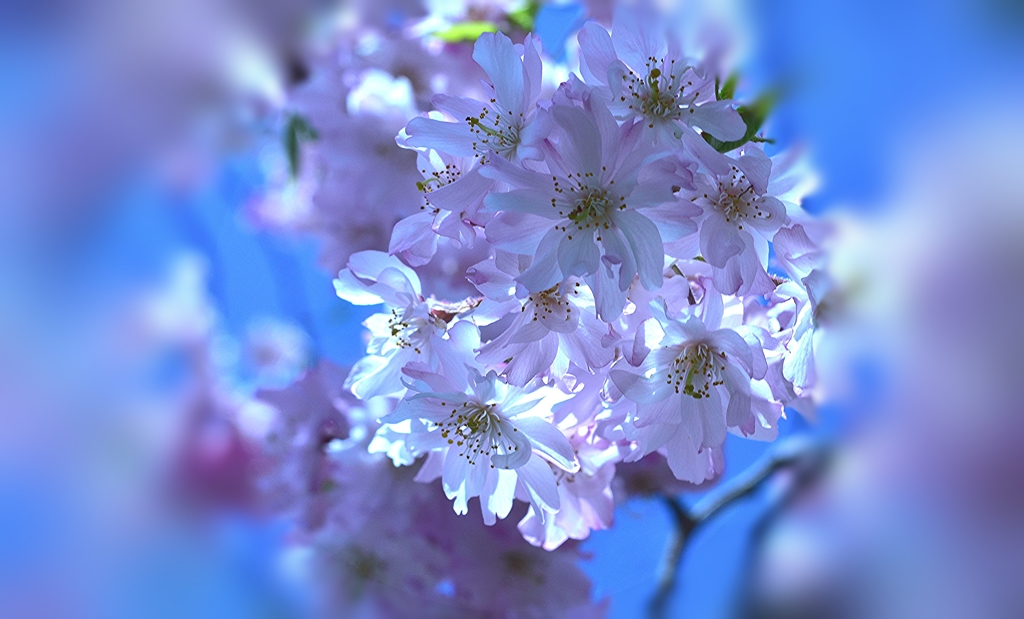 桜３