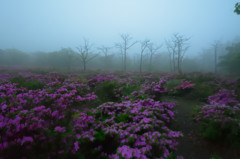 神秘の森