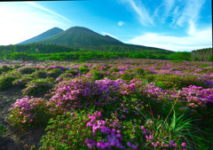 霧島連山ミヤマキリシマ