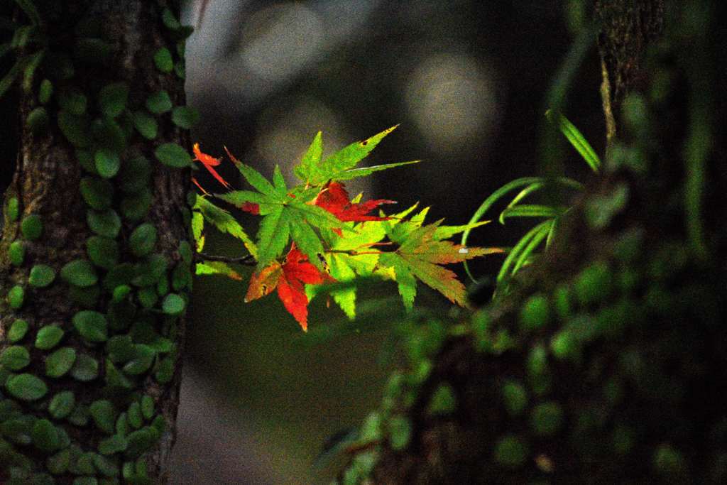 DSC_5124a