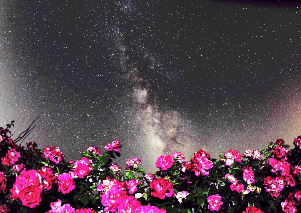 星と花