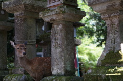 春日大社