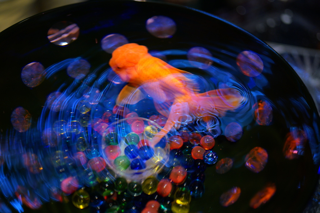 踊る金魚鉢