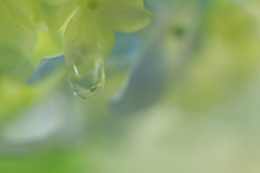 雫