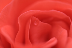 しずく