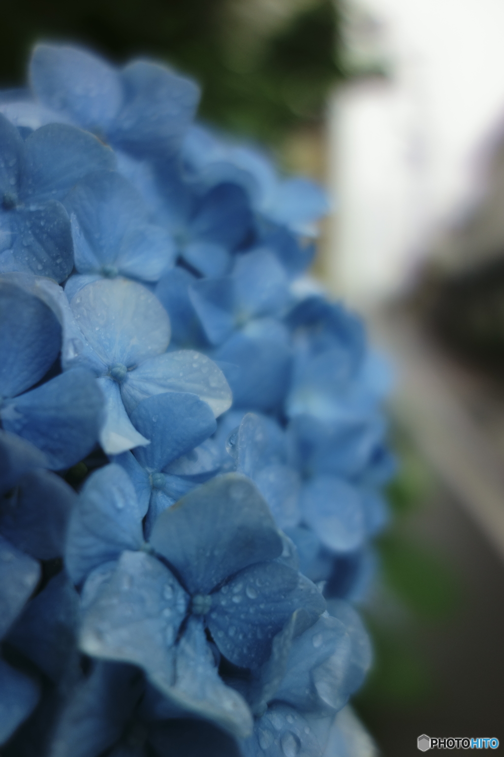 雨アジサイ