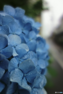 雨アジサイ