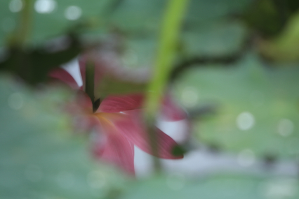 チラリズム