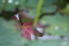 チラリズム