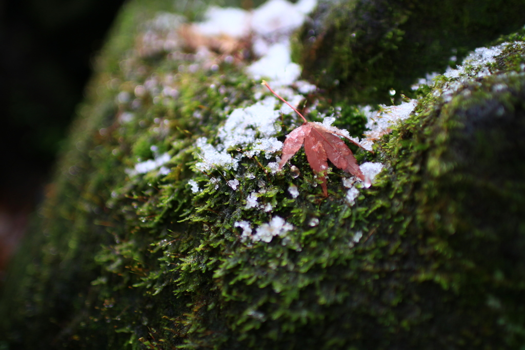 初雪