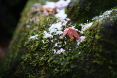 初雪