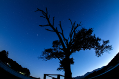 やまなしの木と星空