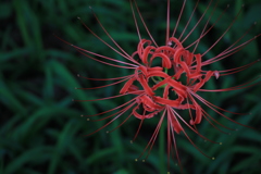 花火みたいな花