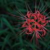 花火みたいな花