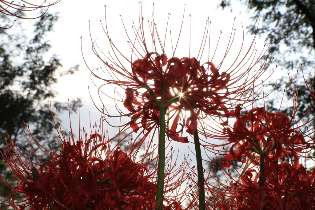 曼珠沙華