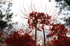曼珠沙華