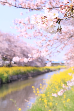 春が来た