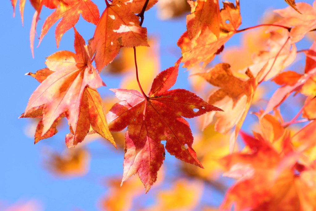 momiji