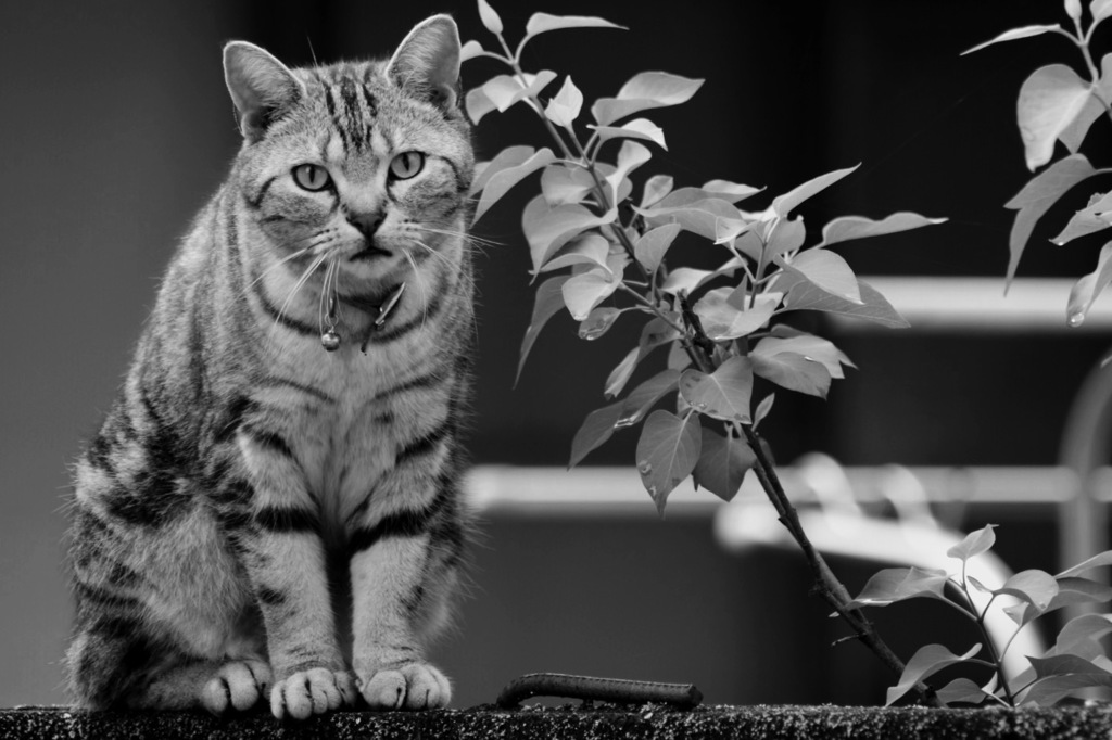 塀上の猫