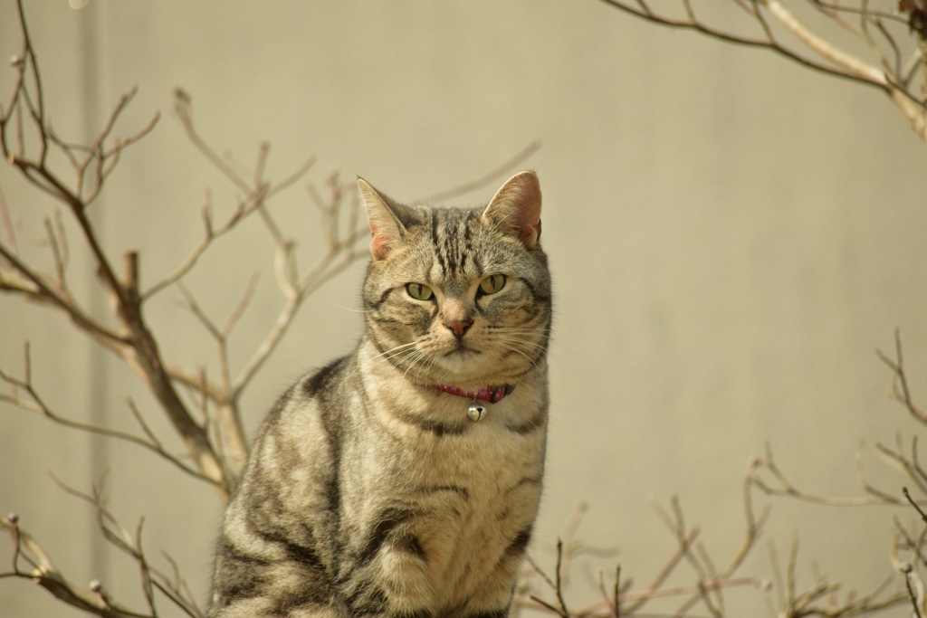 猫の1日