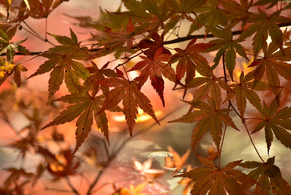 紅に染まる