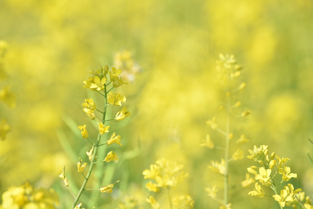 菜の花畑