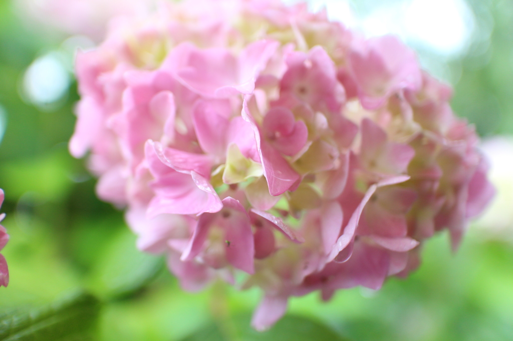 雨の紫陽花