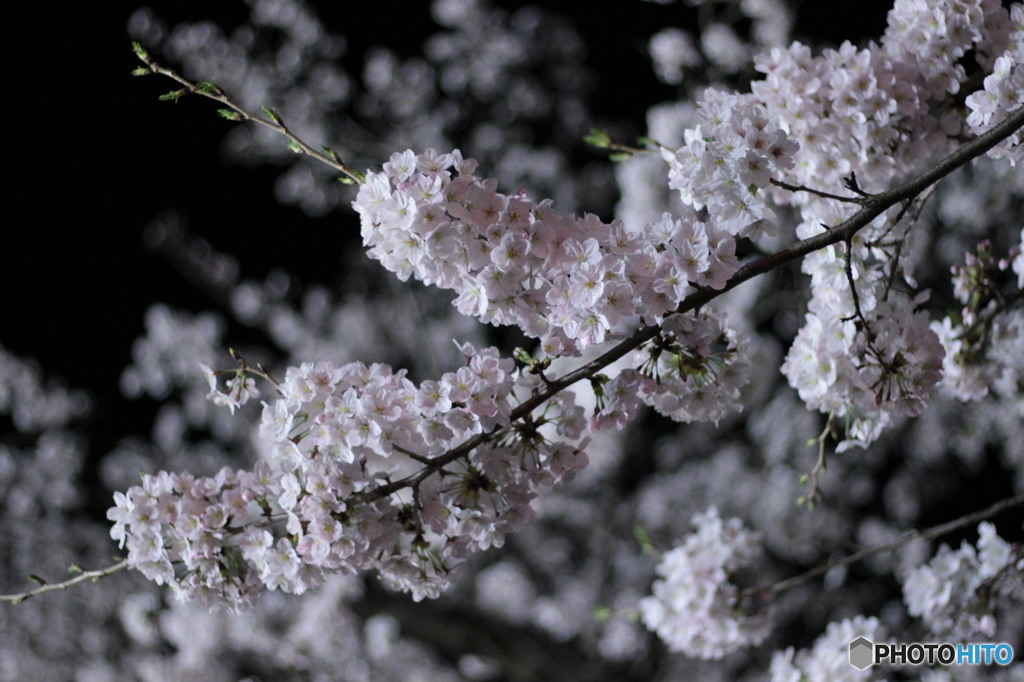 夜桜