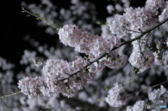 夜桜