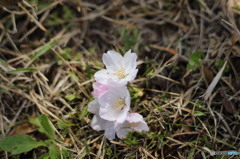 舞い落ちた桜