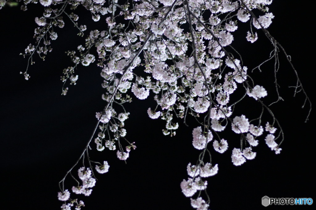 夜桜
