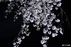 夜桜