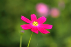 秋桜
